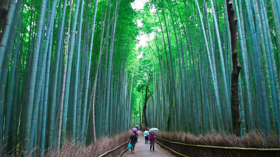 Το «μουσικό» δάσος των μπαμπού -Βρίσκεται στην Ιαπωνία και τραγουδάει [εικόνες]  | iefimerida.gr 2