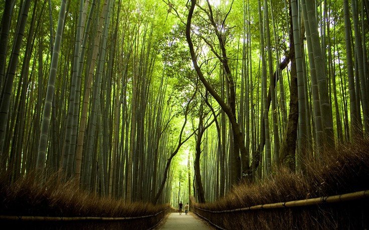 Το «μουσικό» δάσος των μπαμπού -Βρίσκεται στην Ιαπωνία και τραγουδάει [εικόνες]  | iefimerida.gr 4