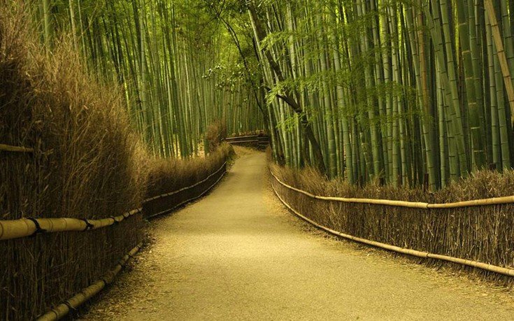 Το «μουσικό» δάσος των μπαμπού -Βρίσκεται στην Ιαπωνία και τραγουδάει [εικόνες]  | iefimerida.gr 5