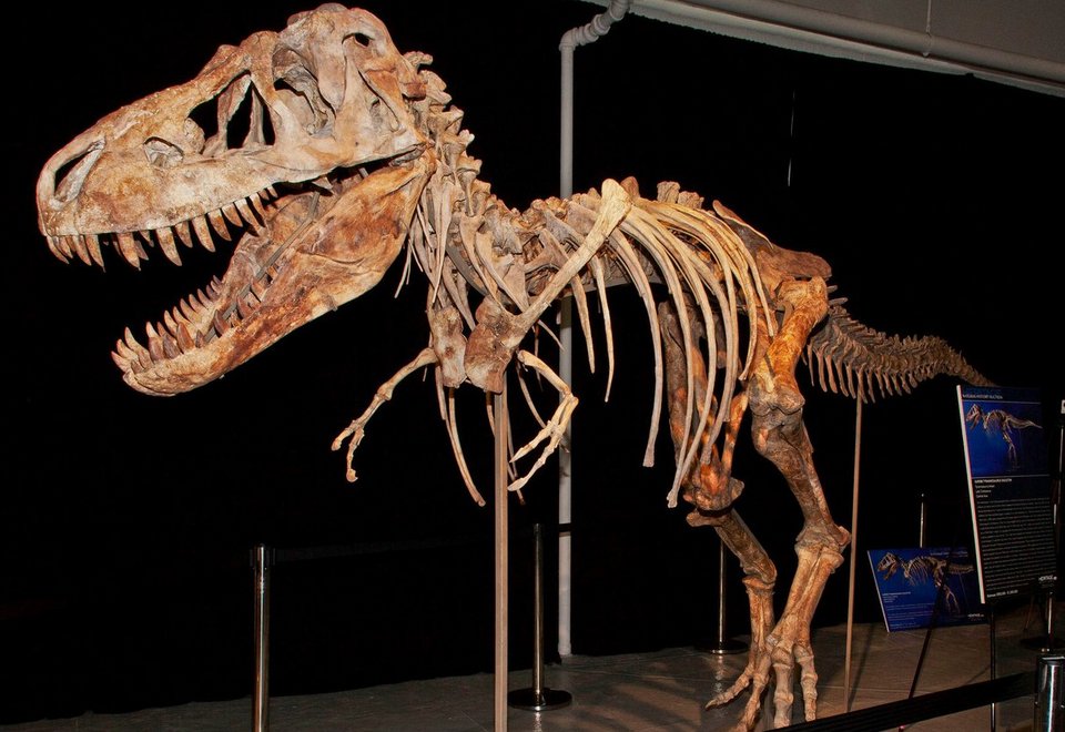 Ο Νίκολας Κέιτζ επιστρέφει κρανίο δεινοσαύρου που είχε κλαπεί από τη Μογγολία [εικόνα] | iefimerida.gr 0