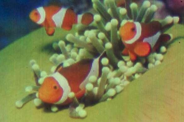 Αυτή είναι η μικρότερη έγχρωμη εικόνα στον κόσμο -Κέρδισε το ρεκόρ Γκίνες [εικόνα] | iefimerida.gr 0