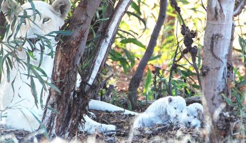 Ενα στειρωμένο λιοντάρι έγινε πατέρας τριών λευκών λιονταριών -Για θαύμα μιλούν οι κτηνίατροι [εικόνα] | iefimerida.gr 0