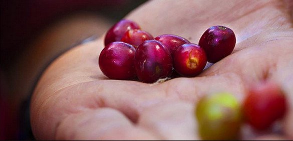 Nespresso: Το ταξίδι του καφέ -Από το «κεράσι» στο φλυτζάνι | iefimerida.gr 0
