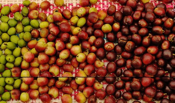 Nespresso: Το ταξίδι του καφέ -Από το «κεράσι» στο φλυτζάνι | iefimerida.gr 1