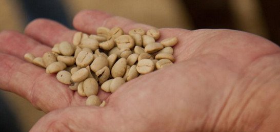Nespresso: Το ταξίδι του καφέ -Από το «κεράσι» στο φλυτζάνι | iefimerida.gr 3