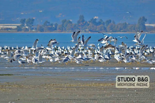 Ενα μοναδικό φαινόμενο: «Εξαφανίστηκε» η θάλασσα στο Ναύπλιο [εικόνες & βίντεο] | iefimerida.gr 4