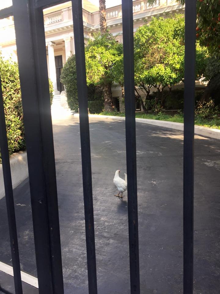 Γυναίκα πέταξε κότα στο προαύλιο του Μεγάρου Μαξίμου [εικόνες & βίντεο] | iefimerida.gr 3