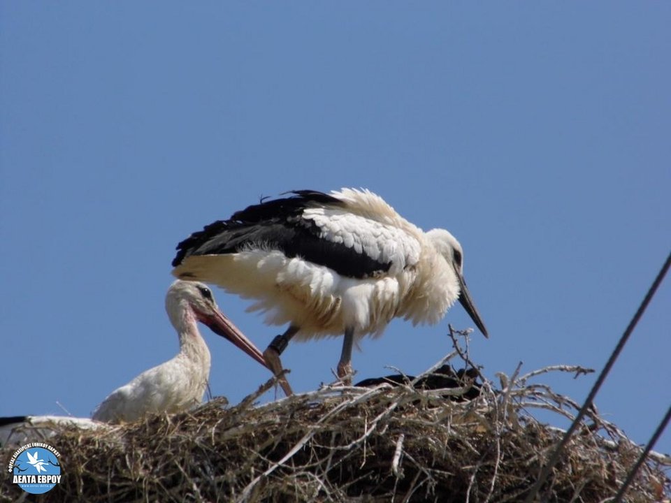 Αυτό το χωριό του Εβρου έγινε «σπίτι» πελαργών -Μοναδικό θέαμα [εικόνες] | iefimerida.gr 0