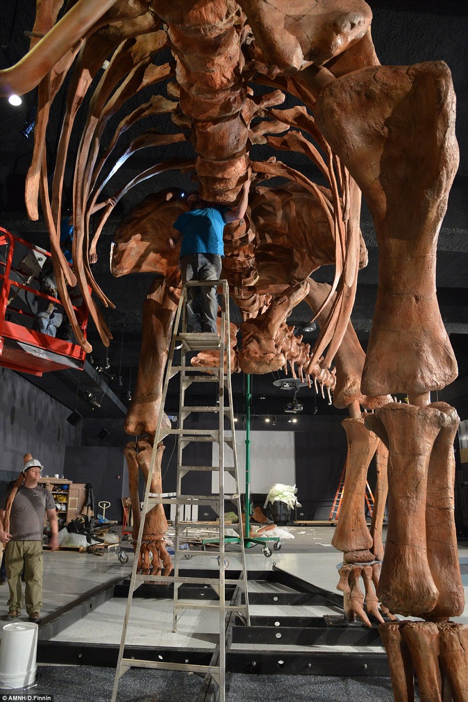 Ενας τιτανόσαυρος στο Μουσείο της Νέας Υόρκης -Ο μεγαλύτερος στον κόσμο, προκαλεί τρόμο [εικόνες] | iefimerida.gr 6