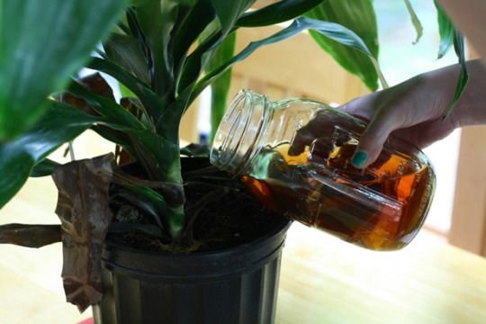 Το τσάι δεν είναι μόνο ρόφημα -6 διαφορετικές χρήσεις του [εικόνες] | iefimerida.gr 1