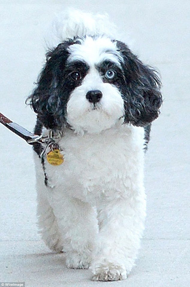 Οι πρώτες φωτογραφίες της Ιμάν μετά τον θάνατο του Ντέιβιντ Μπάουι [εικόνες] | iefimerida.gr 2