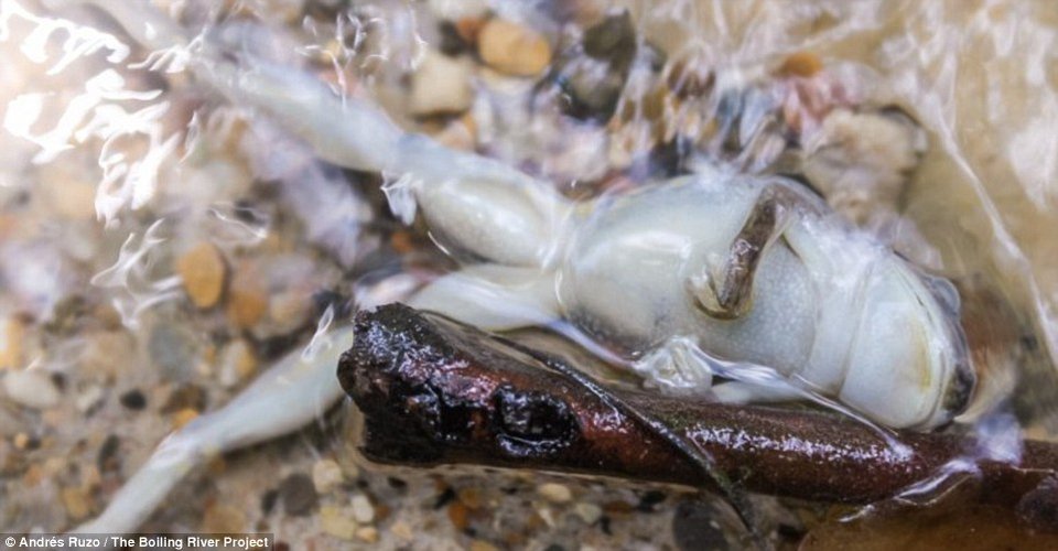 Ο μυστήριος ποταμός που βράζει -Ανακαλύφθηκε στα βάθη του Αμαζονίου [εικόνες] | iefimerida.gr 2
