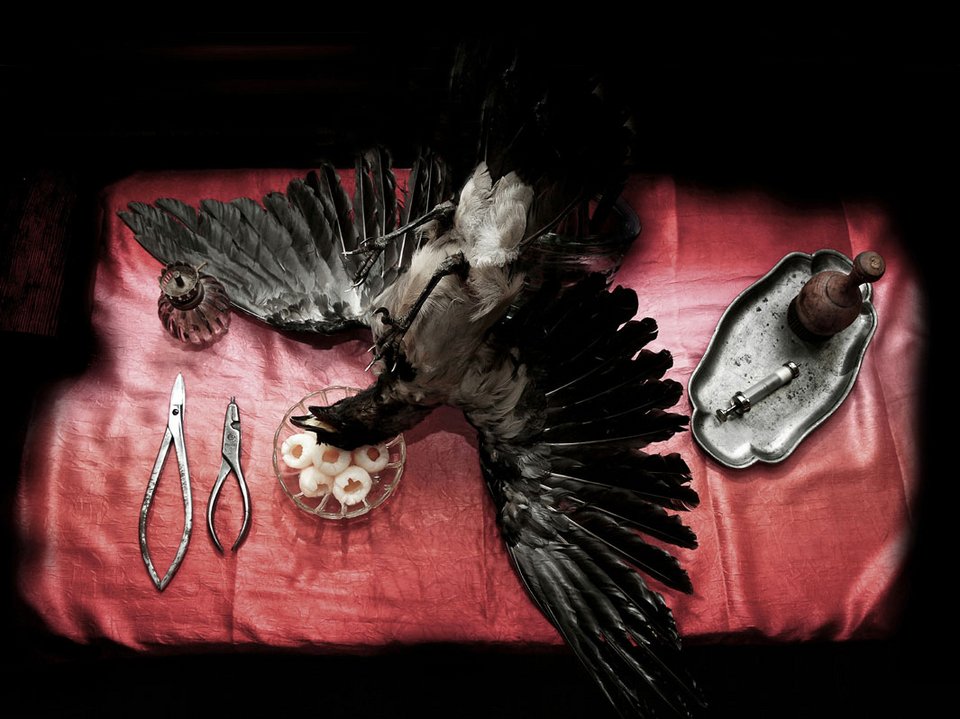 Νευρολόγος φωτογραφίζει ζωντανά όργανα -Οχι ανθρώπινα [εικόνες] | iefimerida.gr 9