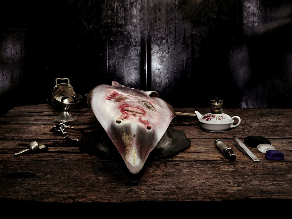 Νευρολόγος φωτογραφίζει ζωντανά όργανα -Οχι ανθρώπινα [εικόνες] | iefimerida.gr 6