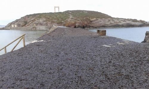 Σπάνιο θέαμα στη Νάξο - Δρόμος... από φύκια στην Πορτάρα [εικόνες] | iefimerida.gr 1