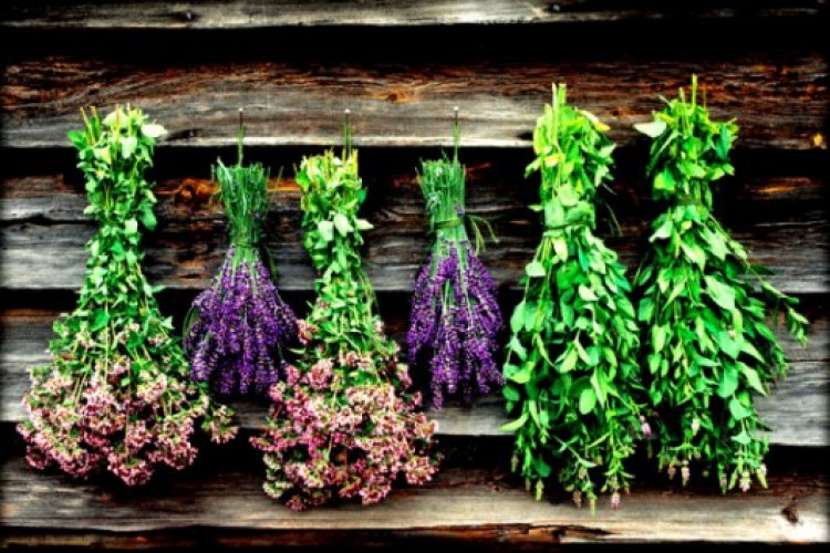 Δύο Ελληνες στους Ερευνητές με τη Μεγαλύτερη Διεθνή Επιρροή – Προωθούν τα ελληνικά βότανα [εικόνες]  | iefimerida.gr 0