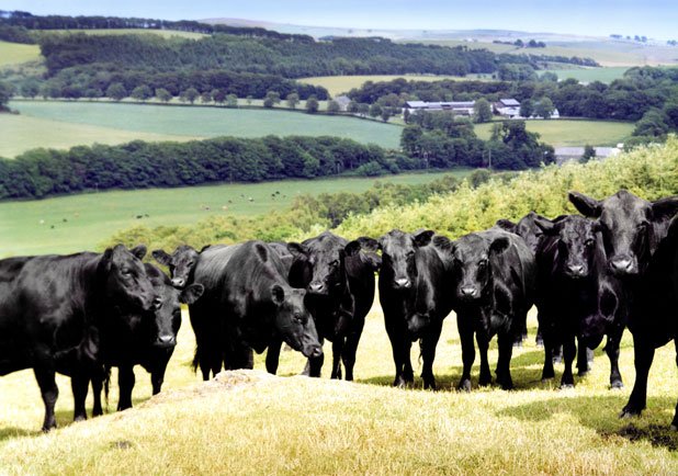 Ψητή σπαλομπριζόλα Black Angus -Η απόλυτη γεύση | iefimerida.gr 0