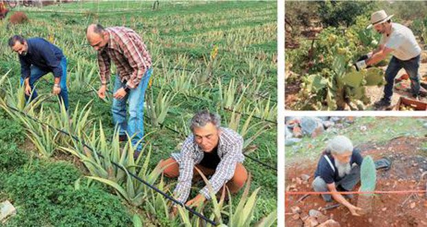 Αλόη, το φυτό της αθανασίας που τρώγεται και πίνεται, καλλιεργείται στην Κρήτη | iefimerida.gr 0