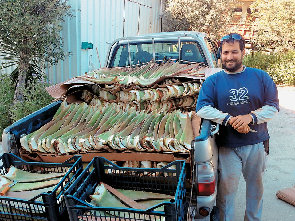Αλόη, το φυτό της αθανασίας που τρώγεται και πίνεται, καλλιεργείται στην Κρήτη | iefimerida.gr 1