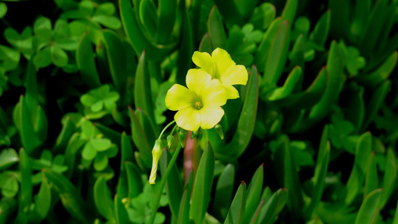 Καλοκαίρι μέσα στο καταχείμωνο: Μια ανάσα από τους 30 η θερμοκρασία -Η ζέστη τρέλανε δέντρα και λουλούδια [εικόνες] | iefimerida.gr 0