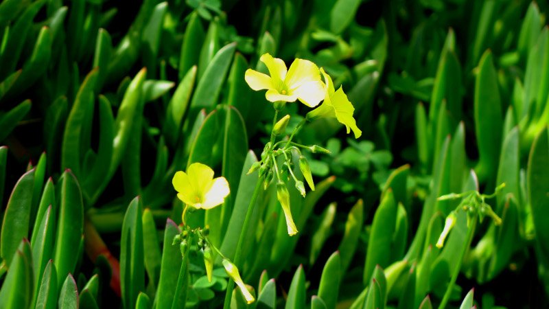 Καλοκαίρι μέσα στο καταχείμωνο: Μια ανάσα από τους 30 η θερμοκρασία -Η ζέστη τρέλανε δέντρα και λουλούδια [εικόνες] | iefimerida.gr 1