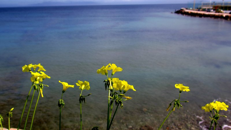 Καλοκαίρι μέσα στο καταχείμωνο: Μια ανάσα από τους 30 η θερμοκρασία -Η ζέστη τρέλανε δέντρα και λουλούδια [εικόνες] | iefimerida.gr 2