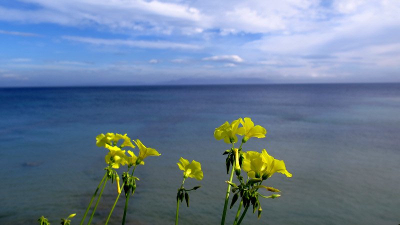 Καλοκαίρι μέσα στο καταχείμωνο: Μια ανάσα από τους 30 η θερμοκρασία -Η ζέστη τρέλανε δέντρα και λουλούδια [εικόνες] | iefimerida.gr 3