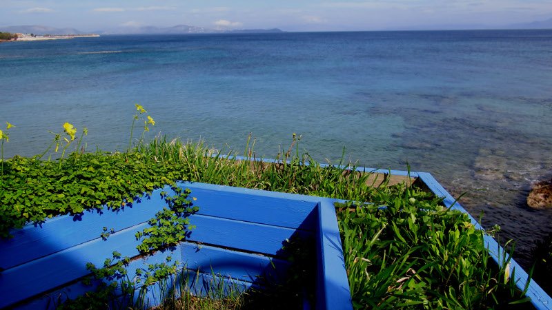 Καλοκαίρι μέσα στο καταχείμωνο: Μια ανάσα από τους 30 η θερμοκρασία -Η ζέστη τρέλανε δέντρα και λουλούδια [εικόνες] | iefimerida.gr 4