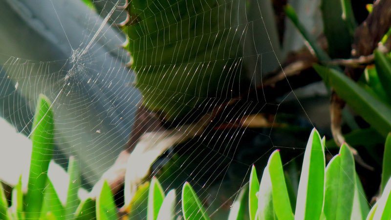 Καλοκαίρι μέσα στο καταχείμωνο: Μια ανάσα από τους 30 η θερμοκρασία -Η ζέστη τρέλανε δέντρα και λουλούδια [εικόνες] | iefimerida.gr 5