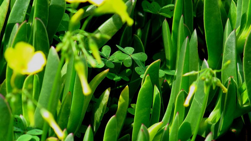 Καλοκαίρι μέσα στο καταχείμωνο: Μια ανάσα από τους 30 η θερμοκρασία -Η ζέστη τρέλανε δέντρα και λουλούδια [εικόνες] | iefimerida.gr 6