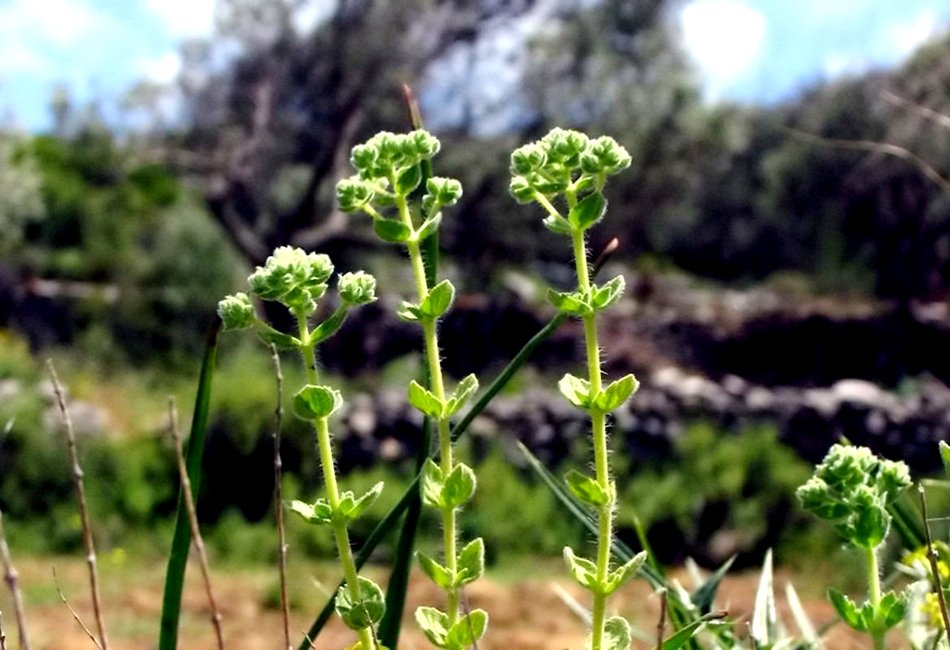 Δύο Ελληνες στους Ερευνητές με τη Μεγαλύτερη Διεθνή Επιρροή – Προωθούν τα ελληνικά βότανα [εικόνες]  | iefimerida.gr 4