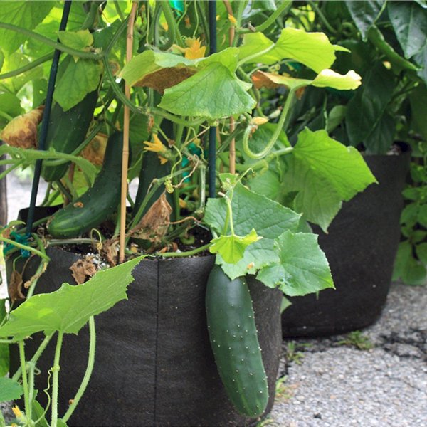 Γεμίστε λαχανικά το μπαλκόνι σας, είναι η εποχή! [εικόνες] | iefimerida.gr 19