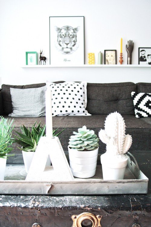 Τα φυτά στο σπίτι να είναι κάκτοι [εικόνες] | iefimerida.gr 12