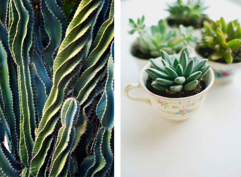 Τα φυτά στο σπίτι να είναι κάκτοι [εικόνες] | iefimerida.gr 10