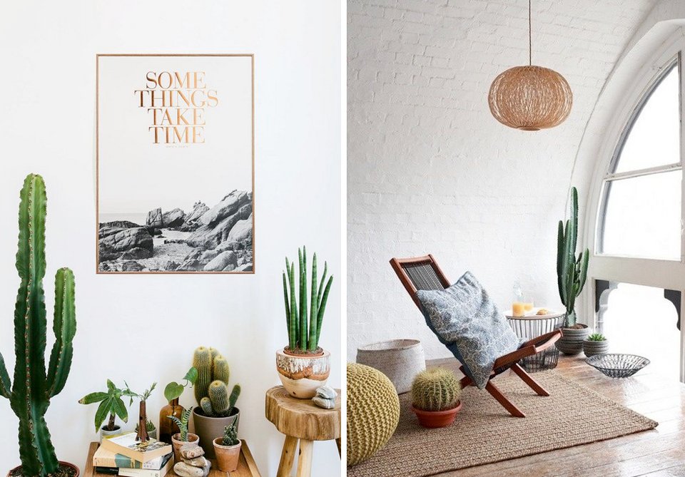 Τα φυτά στο σπίτι να είναι κάκτοι [εικόνες] | iefimerida.gr 20