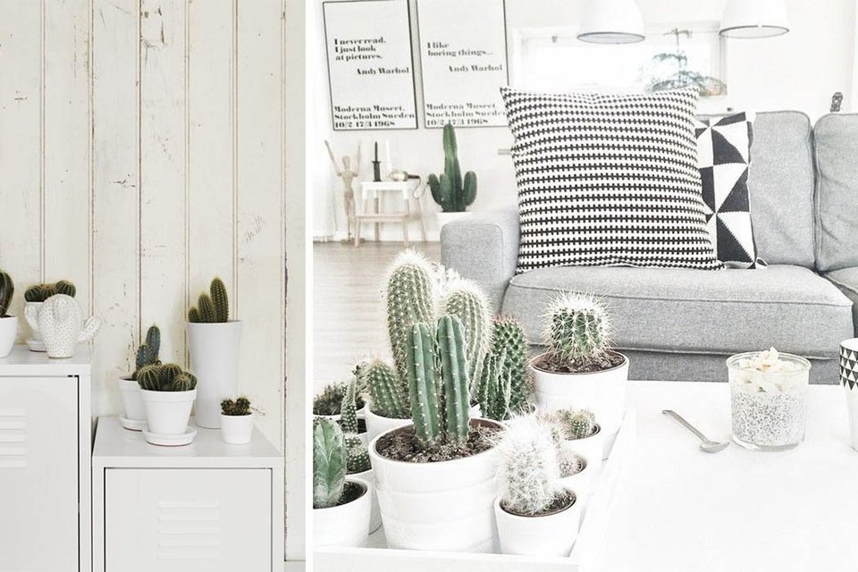 Τα φυτά στο σπίτι να είναι κάκτοι [εικόνες] | iefimerida.gr 9