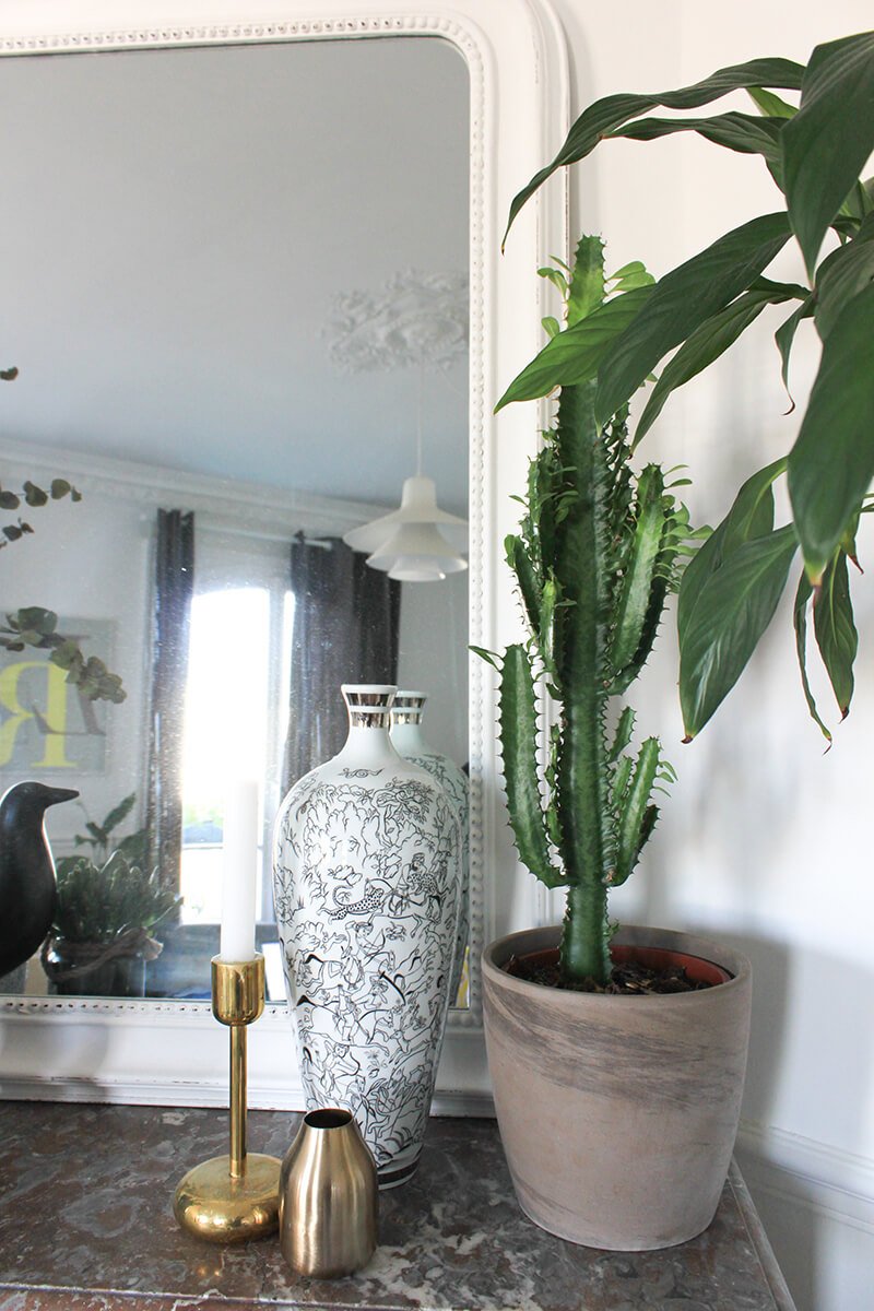 Τα φυτά στο σπίτι να είναι κάκτοι [εικόνες] | iefimerida.gr 17