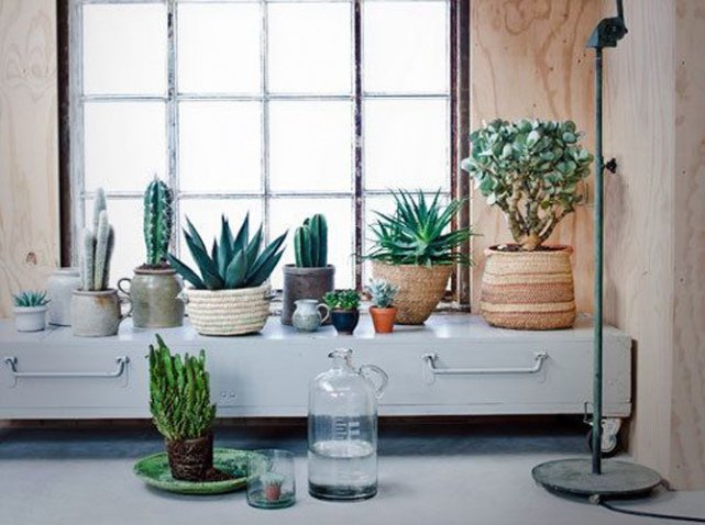 Τα φυτά στο σπίτι να είναι κάκτοι [εικόνες] | iefimerida.gr 11