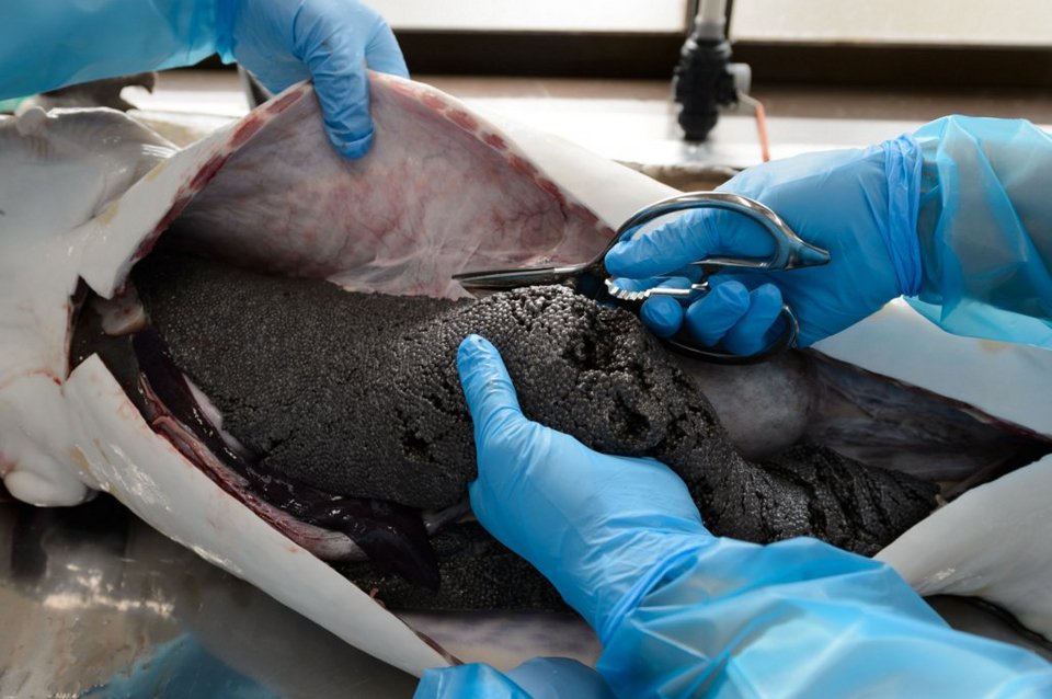 Το γιαπωνέζικο χαβιάρι απειλεί Ρωσία και Ιράν -Οι αγορές τρέμουν [εικόνες] | iefimerida.gr 3