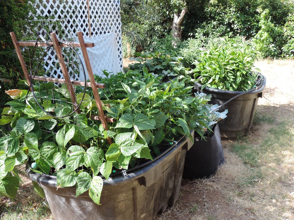 Γεμίστε λαχανικά το μπαλκόνι σας, είναι η εποχή! [εικόνες] | iefimerida.gr 9