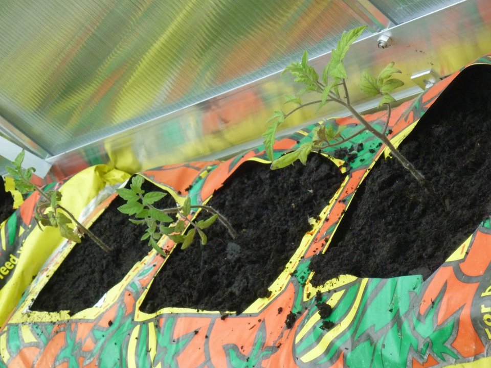 Γεμίστε λαχανικά το μπαλκόνι σας, είναι η εποχή! [εικόνες] | iefimerida.gr 6