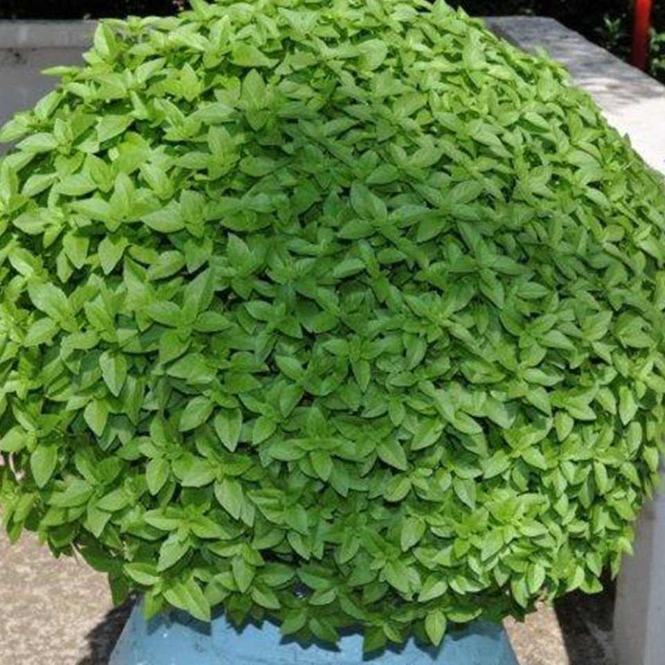 Δύο Ελληνες στους Ερευνητές με τη Μεγαλύτερη Διεθνή Επιρροή – Προωθούν τα ελληνικά βότανα [εικόνες]  | iefimerida.gr 7