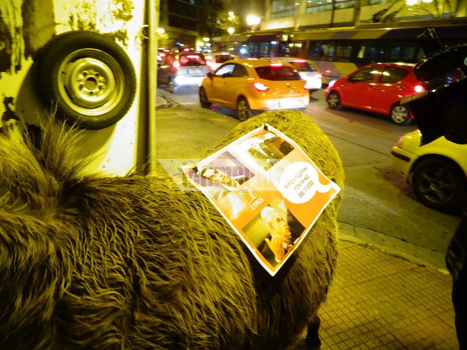 Ο γάιδαρος έφαγε πρόστιμο 200 ευρώ και... αφέθηκε ελεύθερος [εικόνες & βίντεο] | iefimerida.gr 1