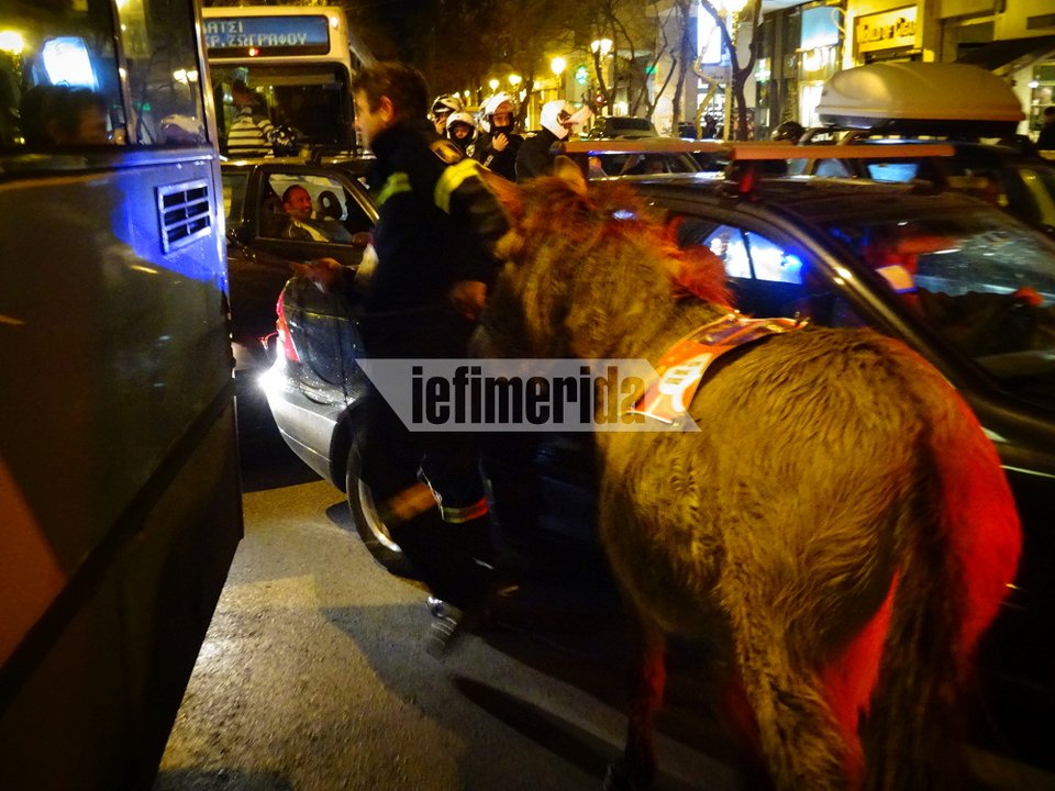 Ο γάιδαρος έφαγε πρόστιμο 200 ευρώ και... αφέθηκε ελεύθερος [εικόνες & βίντεο] | iefimerida.gr 3