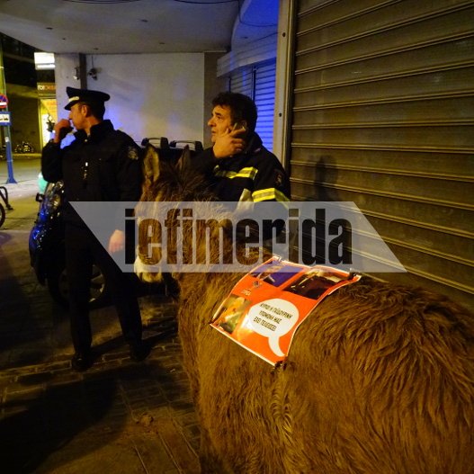 Ο γάιδαρος έφαγε πρόστιμο 200 ευρώ και... αφέθηκε ελεύθερος [εικόνες & βίντεο] | iefimerida.gr 2