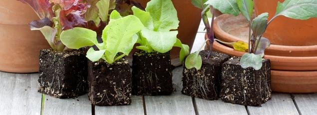 Γεμίστε λαχανικά το μπαλκόνι σας, είναι η εποχή! [εικόνες] | iefimerida.gr 14