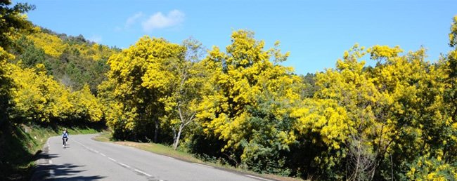 Εξυπνος τουρισμός: Οι Γάλλοι εφηύραν τον δρόμο της μιμόζας, στην Κυανή Ακτή [εικόνες] | iefimerida.gr 3