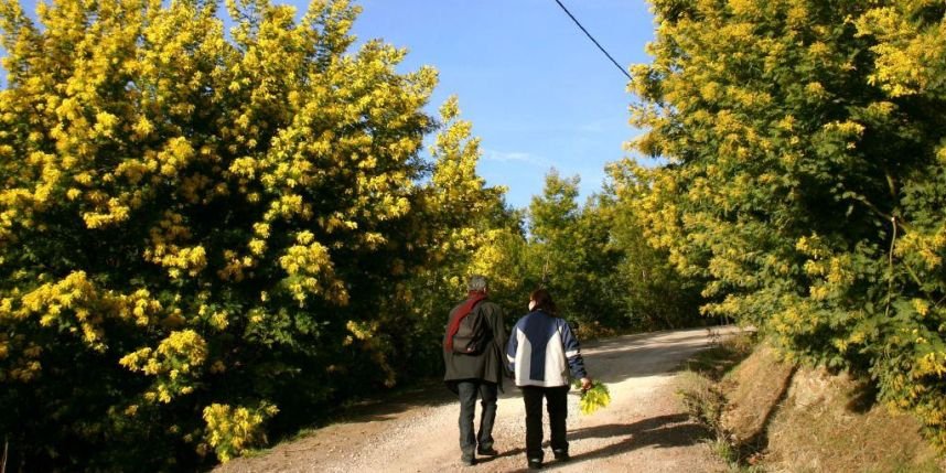 Εξυπνος τουρισμός: Οι Γάλλοι εφηύραν τον δρόμο της μιμόζας, στην Κυανή Ακτή [εικόνες] | iefimerida.gr 0