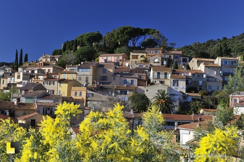 Εξυπνος τουρισμός: Οι Γάλλοι εφηύραν τον δρόμο της μιμόζας, στην Κυανή Ακτή [εικόνες] | iefimerida.gr 1