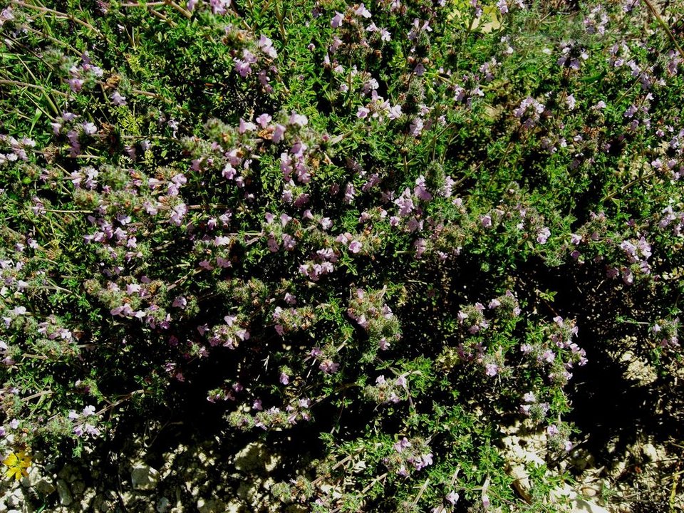 Δύο Ελληνες στους Ερευνητές με τη Μεγαλύτερη Διεθνή Επιρροή – Προωθούν τα ελληνικά βότανα [εικόνες]  | iefimerida.gr 6